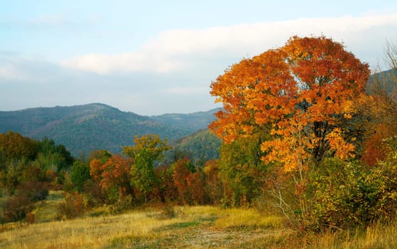 Autumn mountain scenery with a yellow tree at sunset