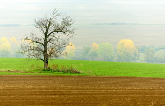 Autumn landscape with a lonely tree and beautiful colors