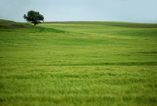 Green field with a lonely tree