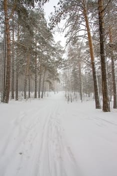 Winter landscape. Forest under snow against backdrop of overcast sky,Russia.
