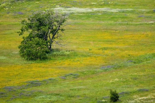 Spring field with flowers and a tree