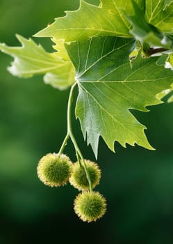 Maple acorns and leafs