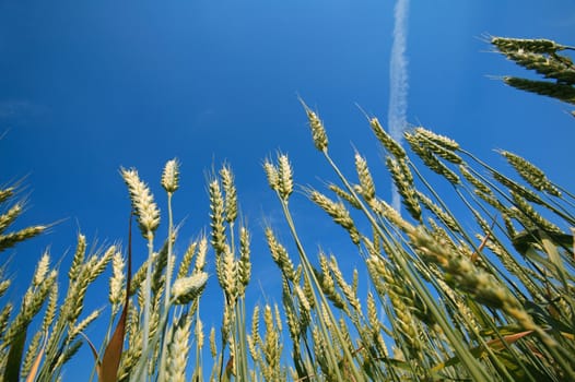 Look at a deep blue sky from an acorn field