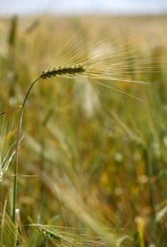 Lonely wheat-ear in a corn-field