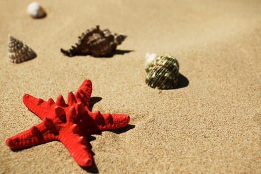 Shells and red star-fish on the beach sand