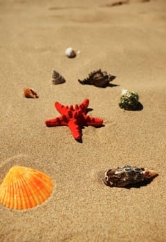 Tropical shells on the beach sand