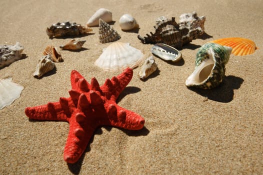 Red star-fish and tropical shells on the beach sand