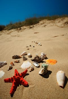 Tropical beach scenery with shells and star-fish