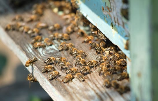 Bees at the gate of their hive