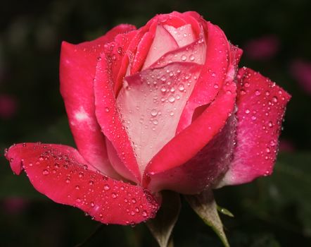 Rose bud with water drops on a dark background