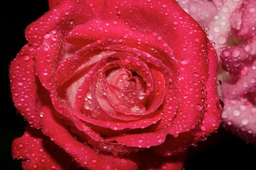 Rose blossom close-up with rain drops