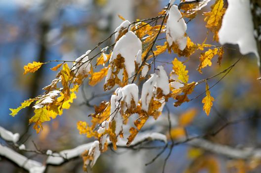 Yellow leafs covered with snow in late November