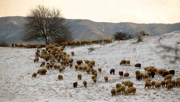 Flock of sheep going home at sunset light