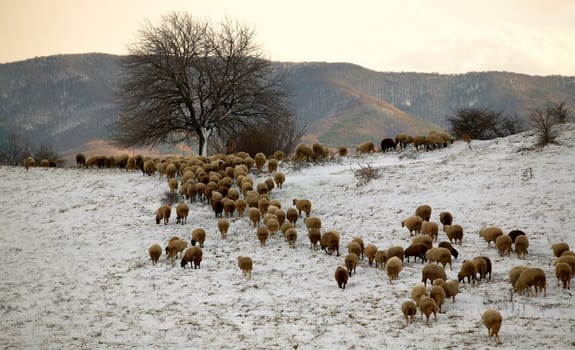 Flock of sheep going home at winter sunset