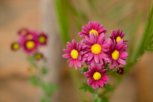 Autumn flowers