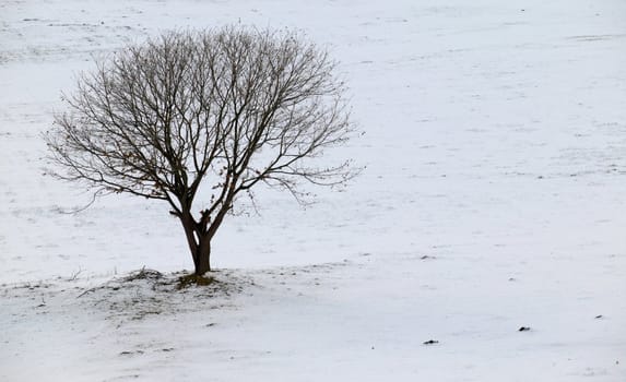 Lonely tree on a white snowy field