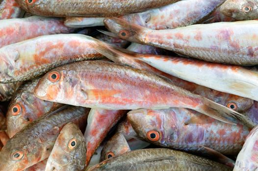 Catch of red mullet fish (Mullus barbarus)