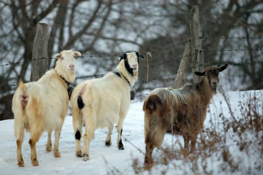 Tree goats in a winter cloudy day