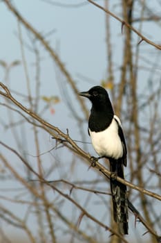 Magpie (Pica rustica) on a tree brunch