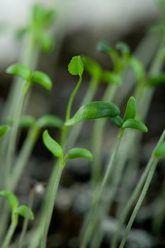 Green germs growing from the soil, a little leaf in the center