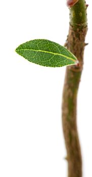 Laurel little green leaf on a young sprout, isolated on a white bachground