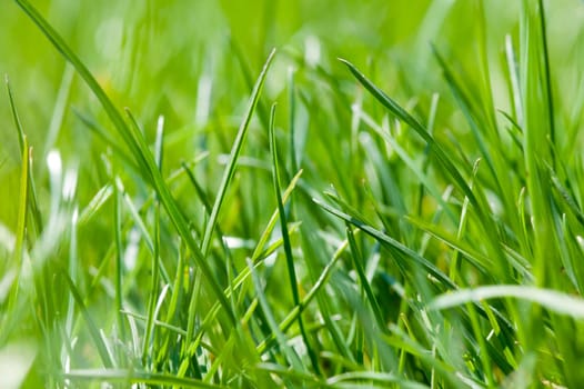 Close-up of spring green grass