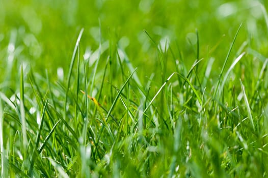 Close-up of fresh green grass