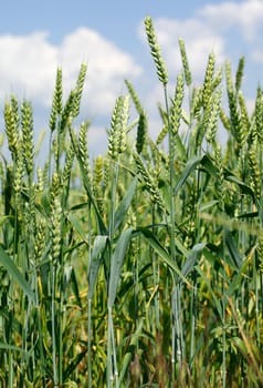 Green corn-field