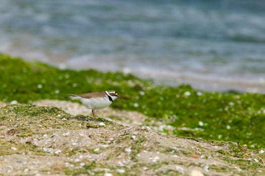 Golden Eye bird on the sea shore