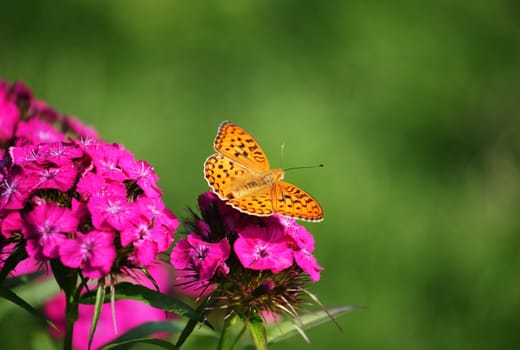 Butterfly on a flower