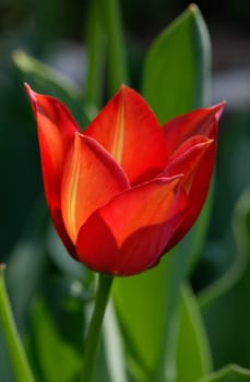 Red tulip blossom