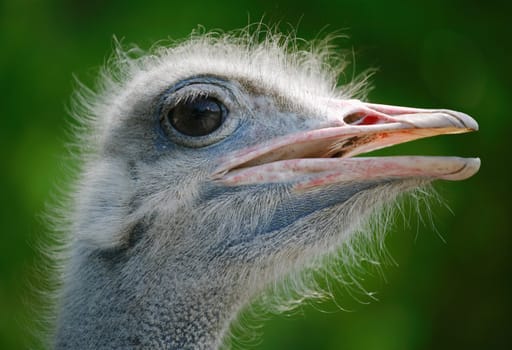 Close-up of a head of ostrich