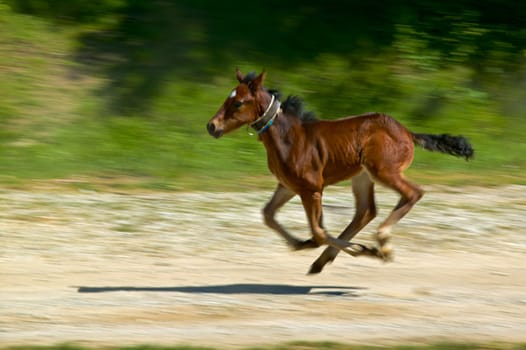 Running baby horse