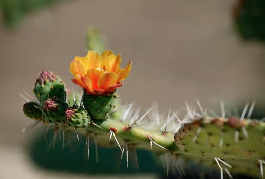 Close-up of a blossom cactus