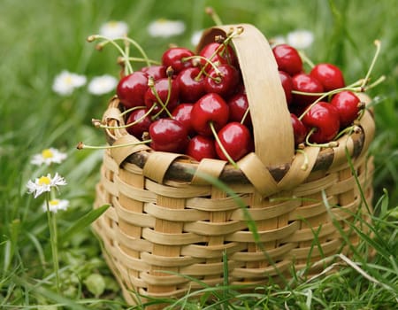 Handbasket full with ripe red cherries
