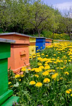 Bee-garden with colorful hives and yellow flowers