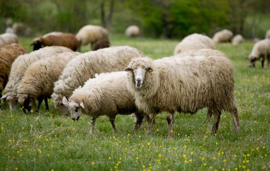 Sheep out grazing