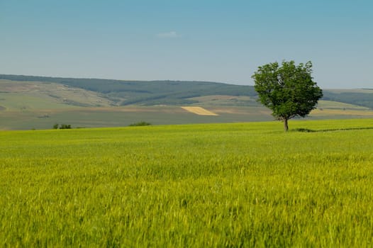 Green corn field with a lonely tree