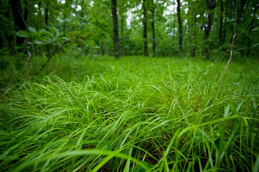 Green wet grass with rain drops in a spring forest