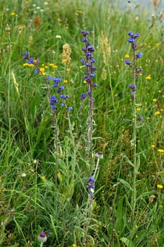 Blue flowers of the field in a green grass