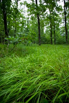 Spring forest after a rain, a green grass in the front