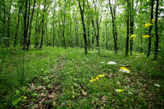 Green spring oak forest with green grass and spring forest flowers