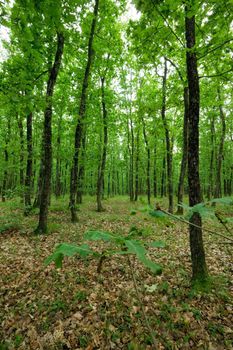 Green spring oak forest scene