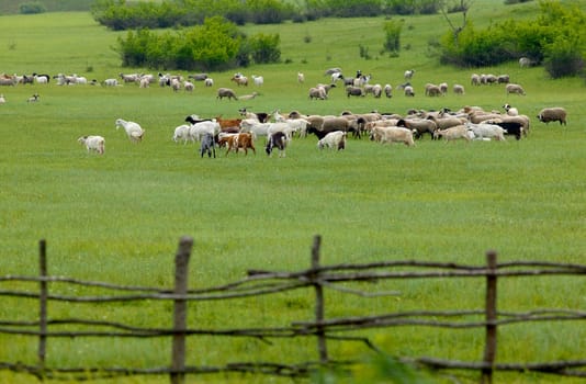 Flock of goats in green grass