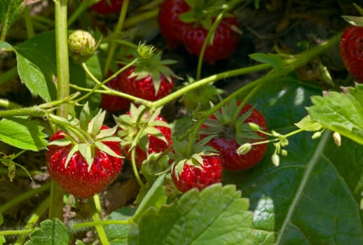 Ripe strawberries