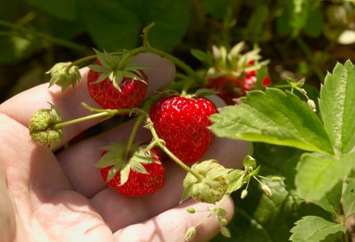 Ripe strawberries in a hand