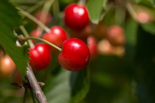 Red ripe cherries