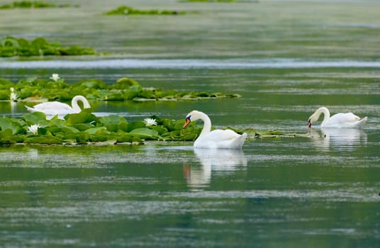 Family of swans in a lake