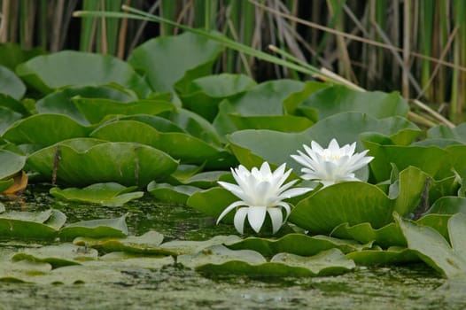 Two lotus blossom flowers