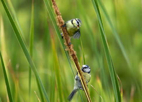 Two feeding birds - titmouses